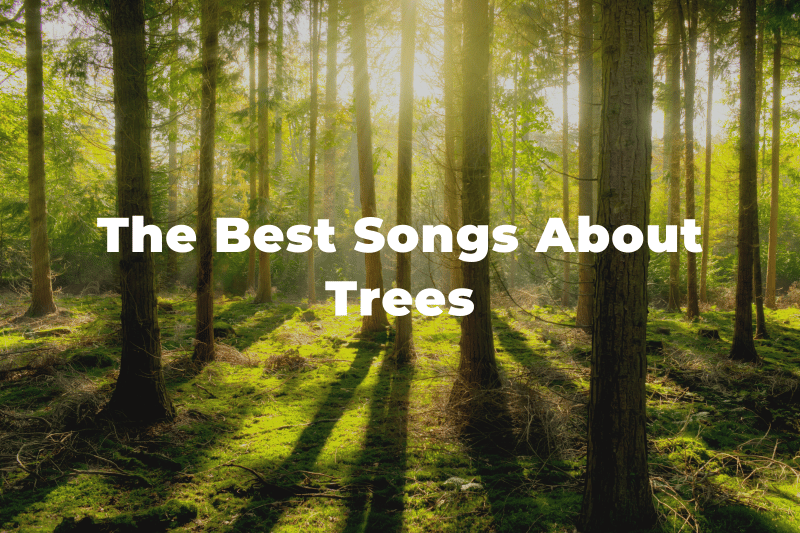 20 Songs That Celebrate the Beauty of Trees and Forests